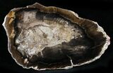 Petrified Wood Slab - McDermitt, Oregon #24219-1